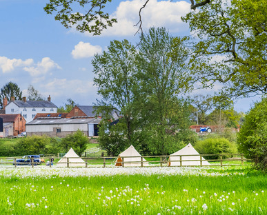 3 Bell Glamping Tents In a field of Dandelions that have Gone To Seed with a backdrop of farm trees and farm buildings